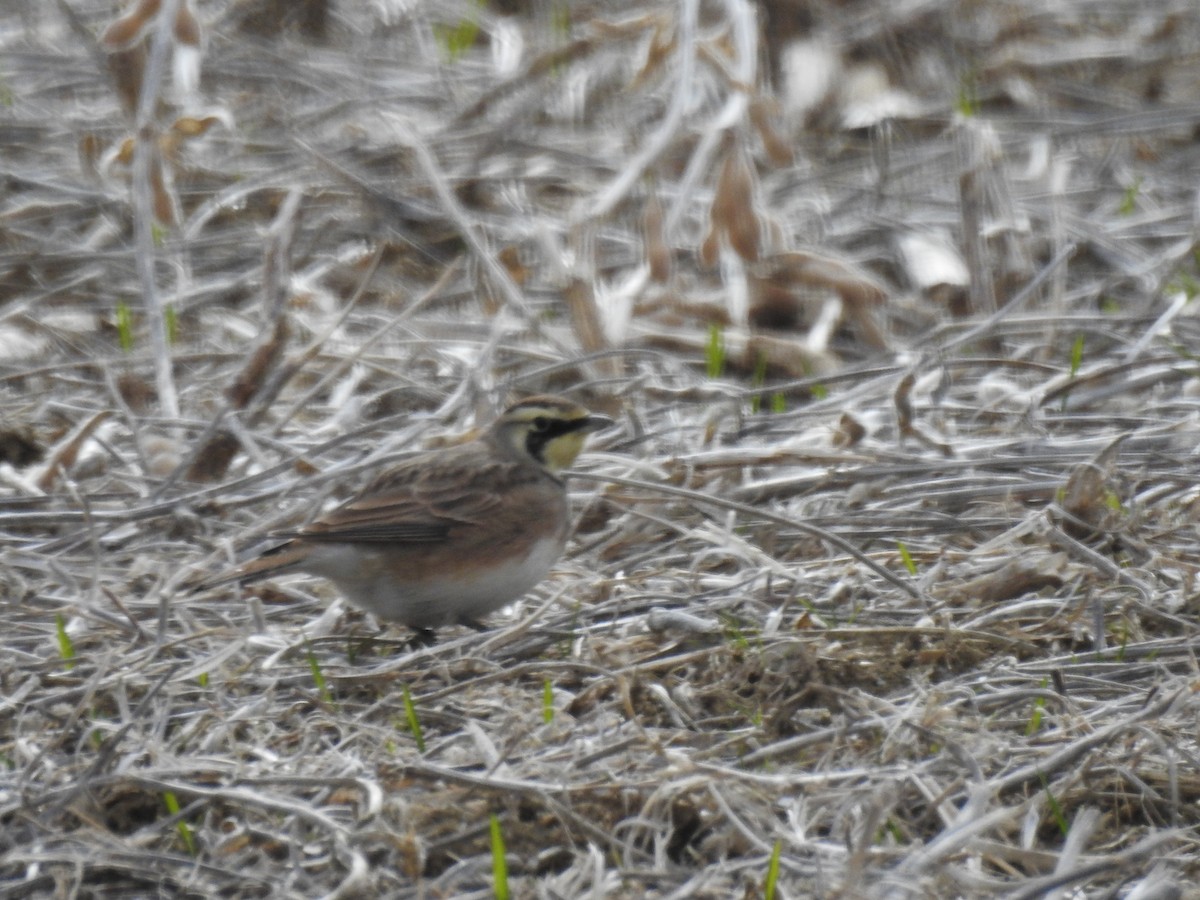 Horned Lark - ML611667231