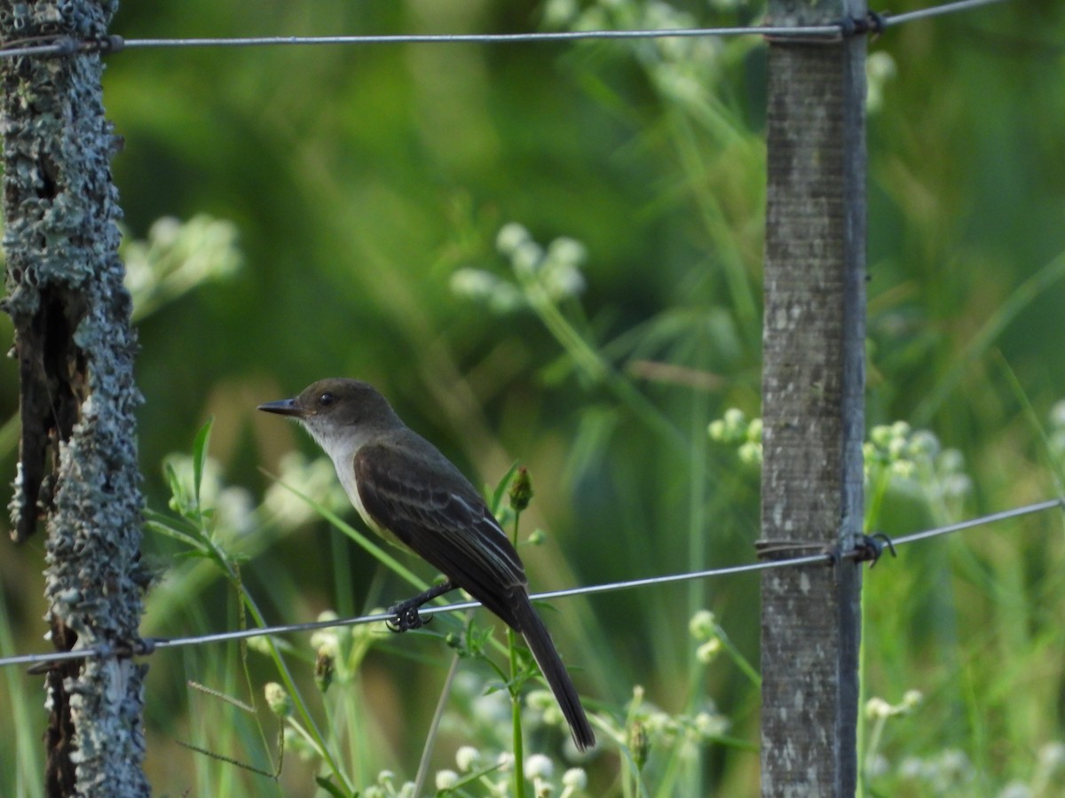 Swainson's Flycatcher - ML611667247