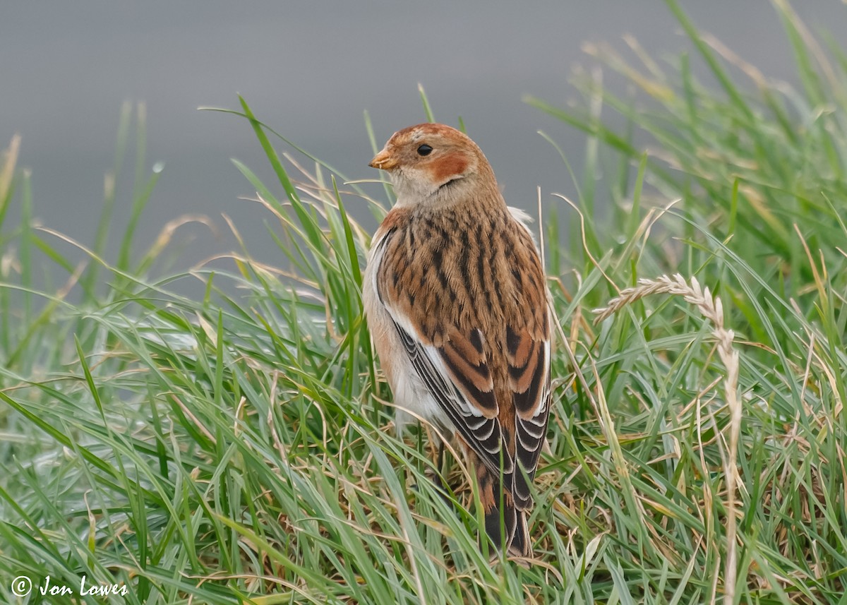 Snow Bunting - ML611667264