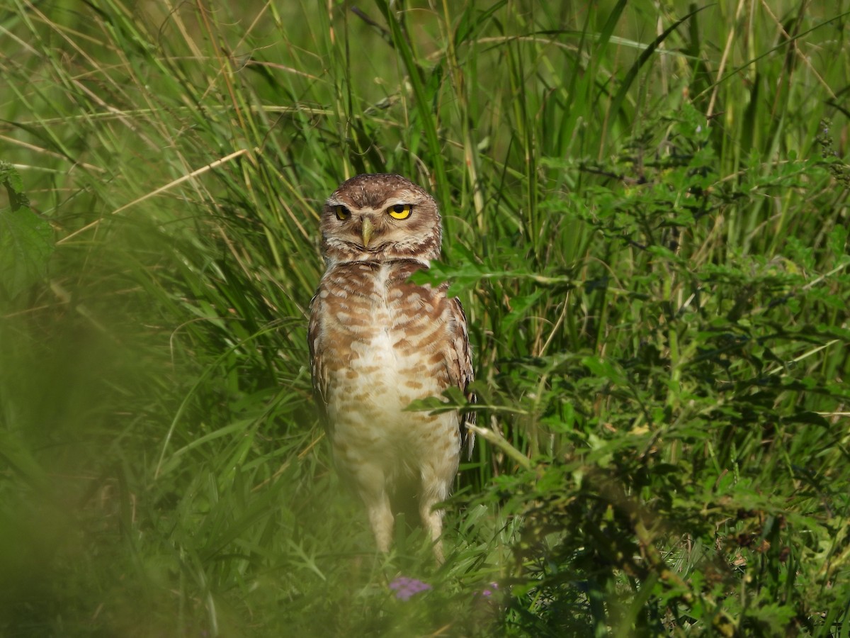 Burrowing Owl - Haydee Huwel