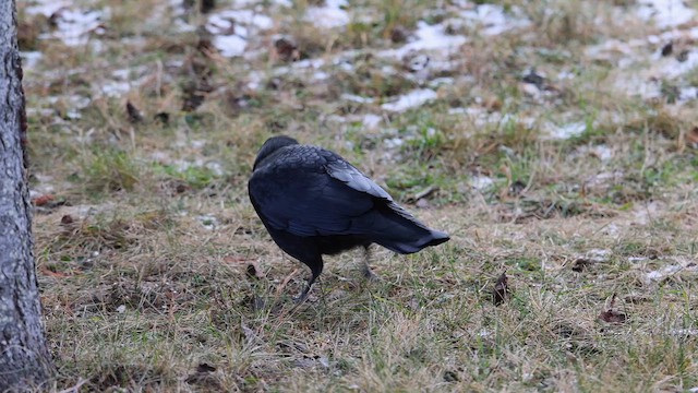 American Crow - ML611667359