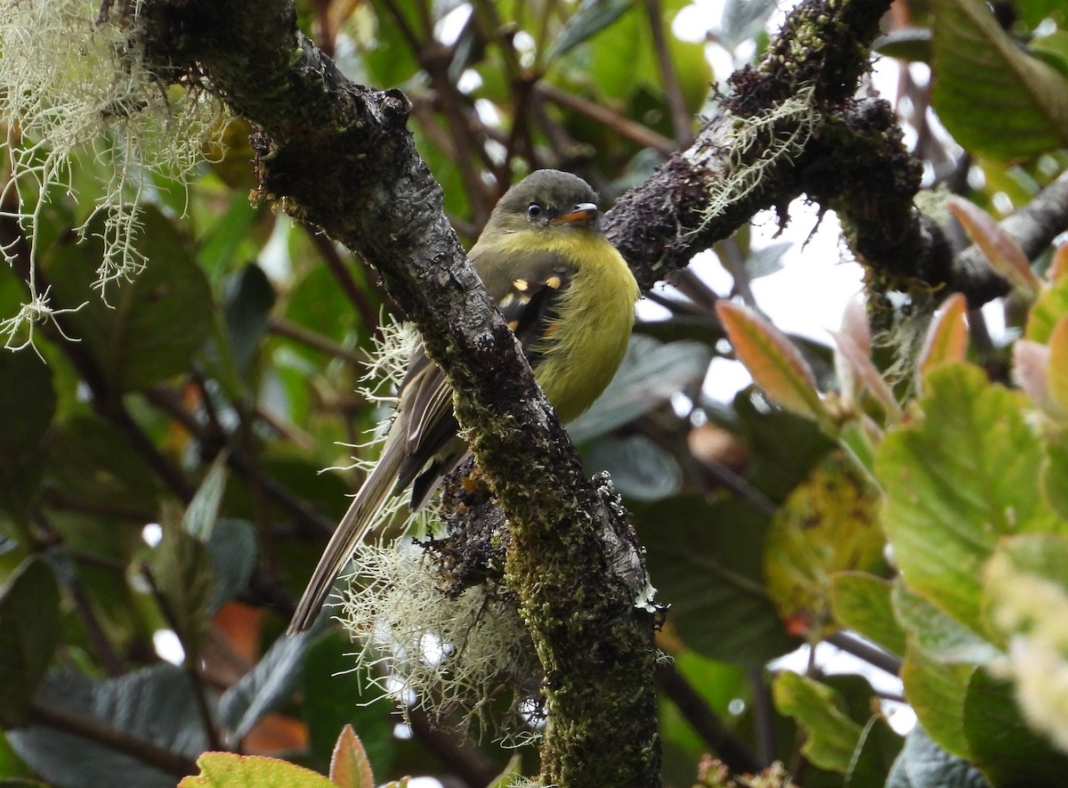 Orange-banded Flycatcher - ML611667434