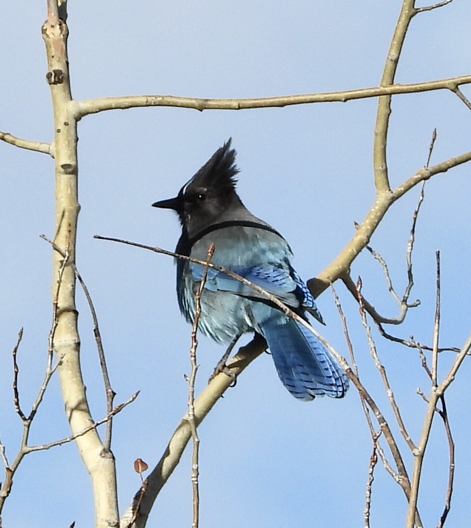 Steller's Jay - ML611667471