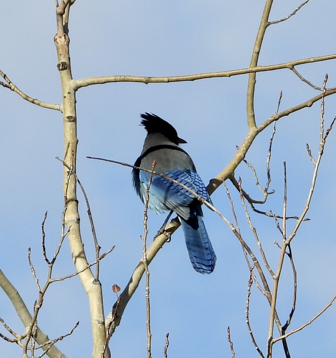 Steller's Jay - ML611667472