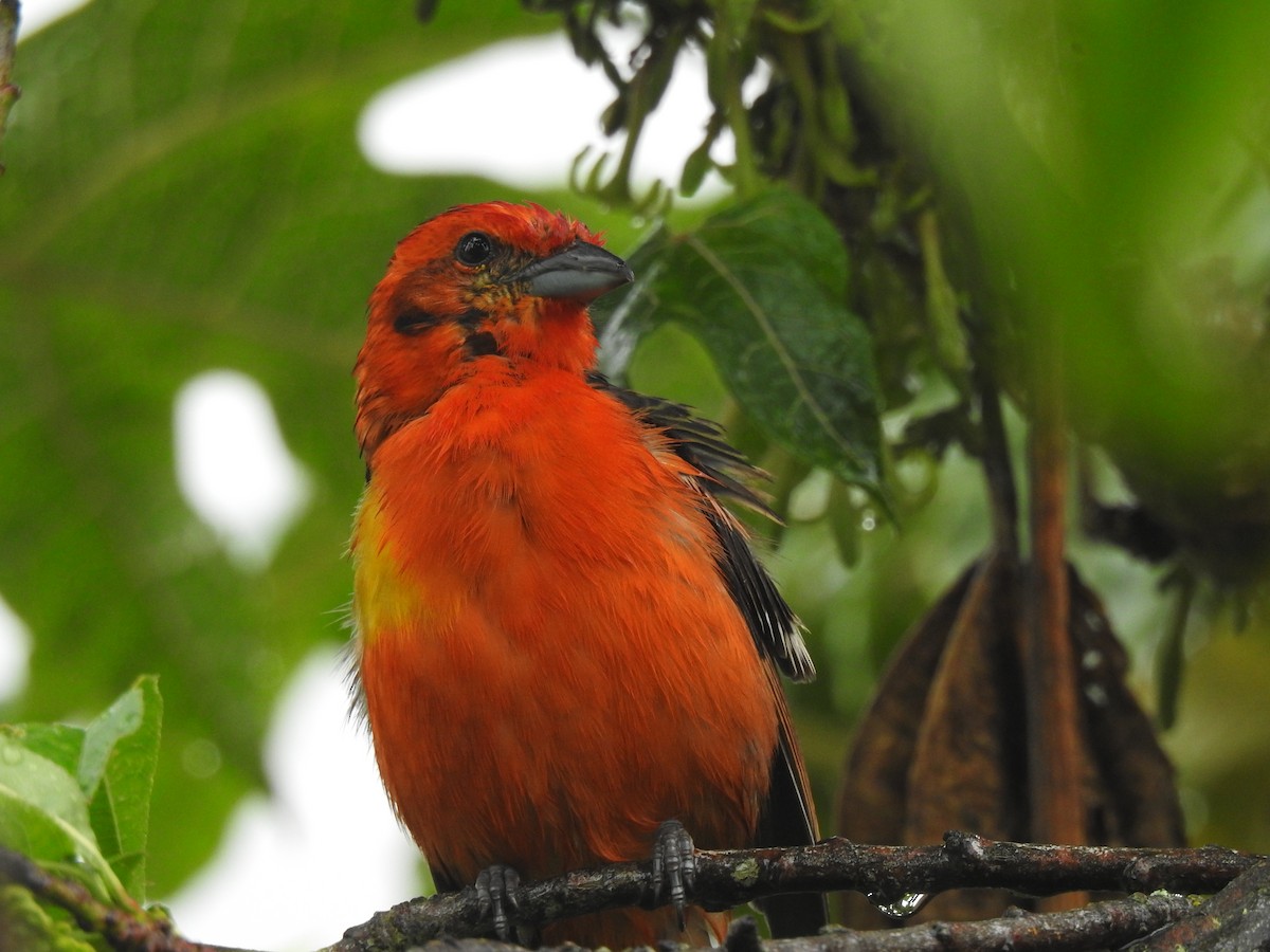 Flame-colored Tanager - ML611667517