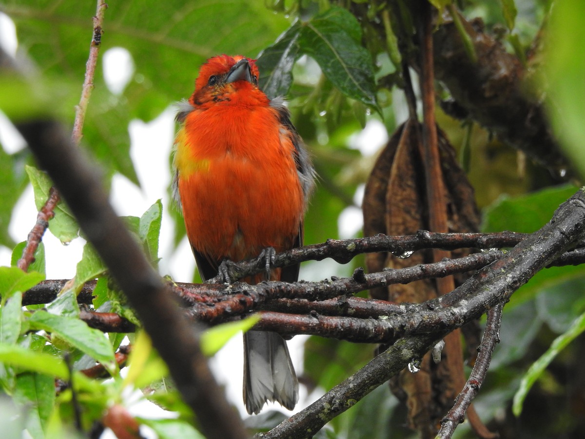 Flame-colored Tanager - ML611667520