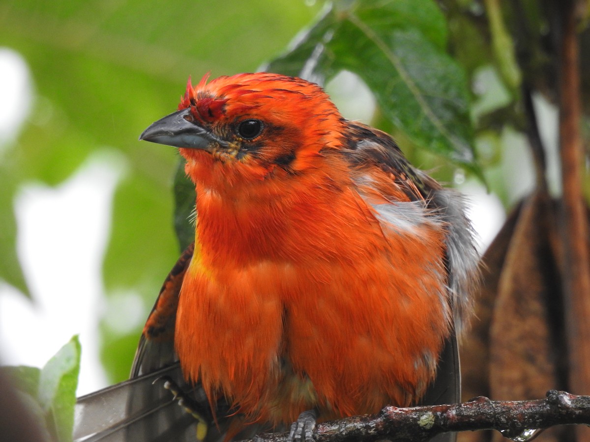 Flame-colored Tanager - ML611667521