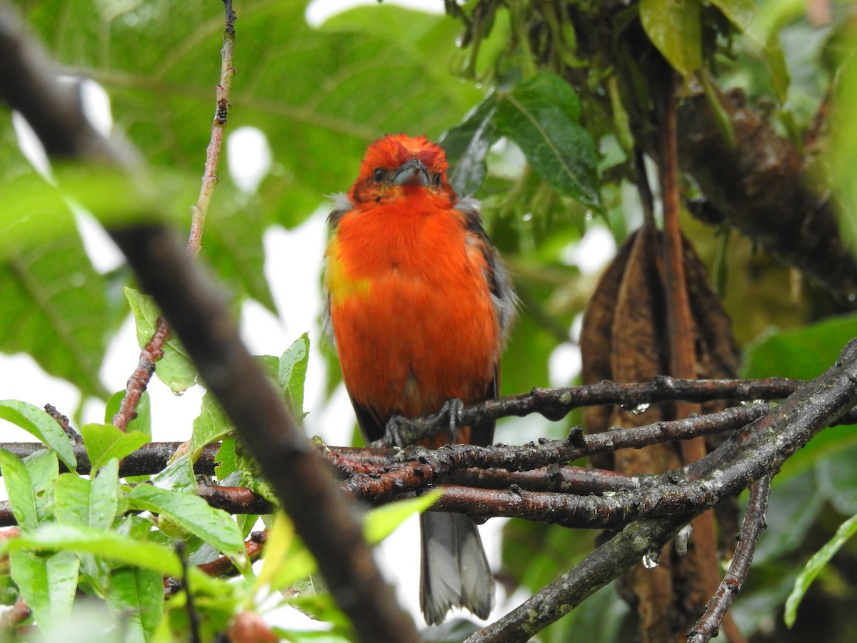 Flame-colored Tanager - ML611667522