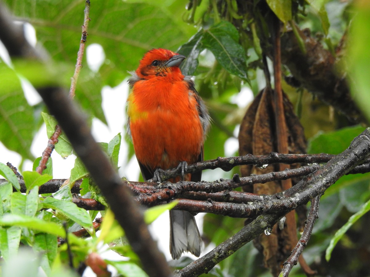 Flame-colored Tanager - ML611667524
