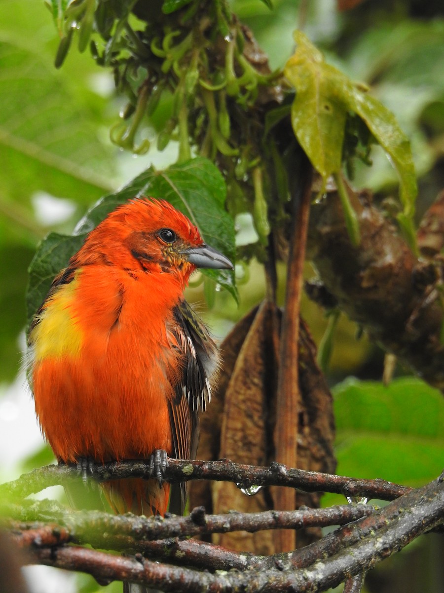 Flame-colored Tanager - ML611667525