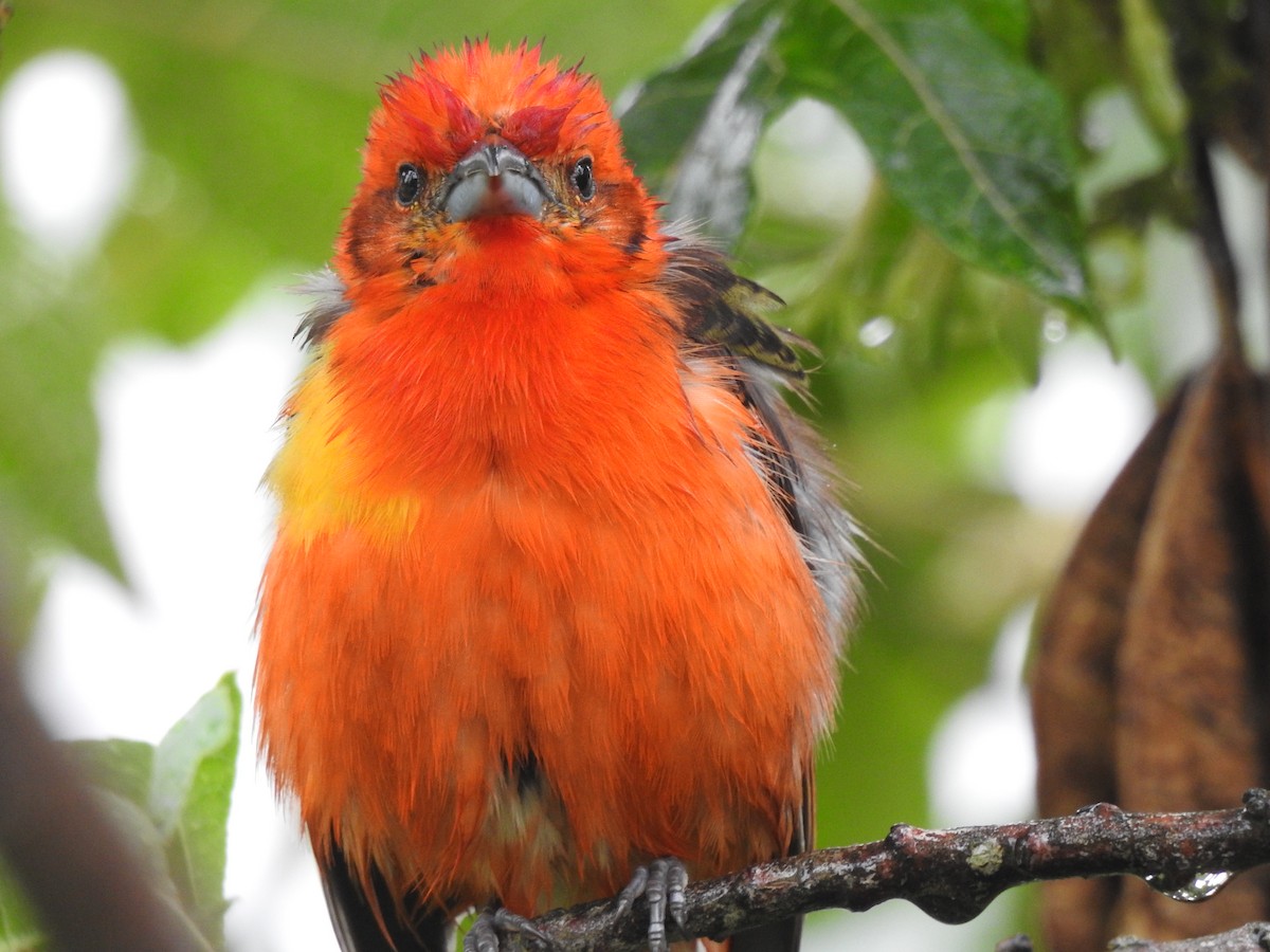 Flame-colored Tanager - ML611667526