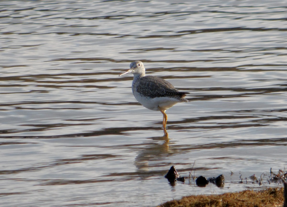 Greater Yellowlegs - ML611667587