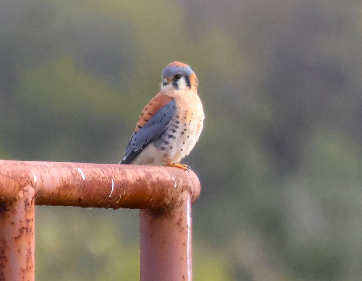 American Kestrel - ML611667701