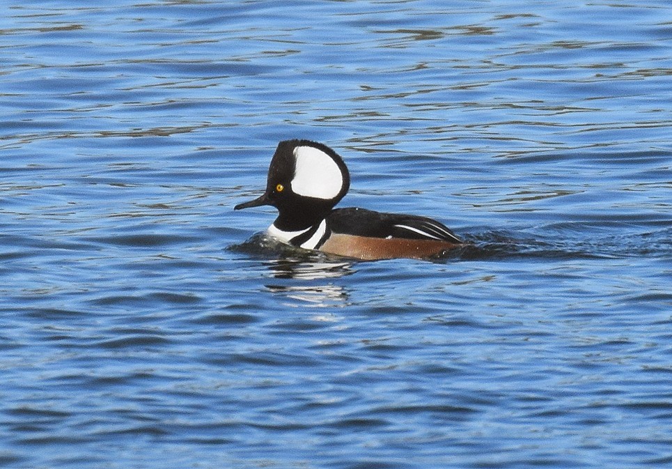 Hooded Merganser - Hugh Barger