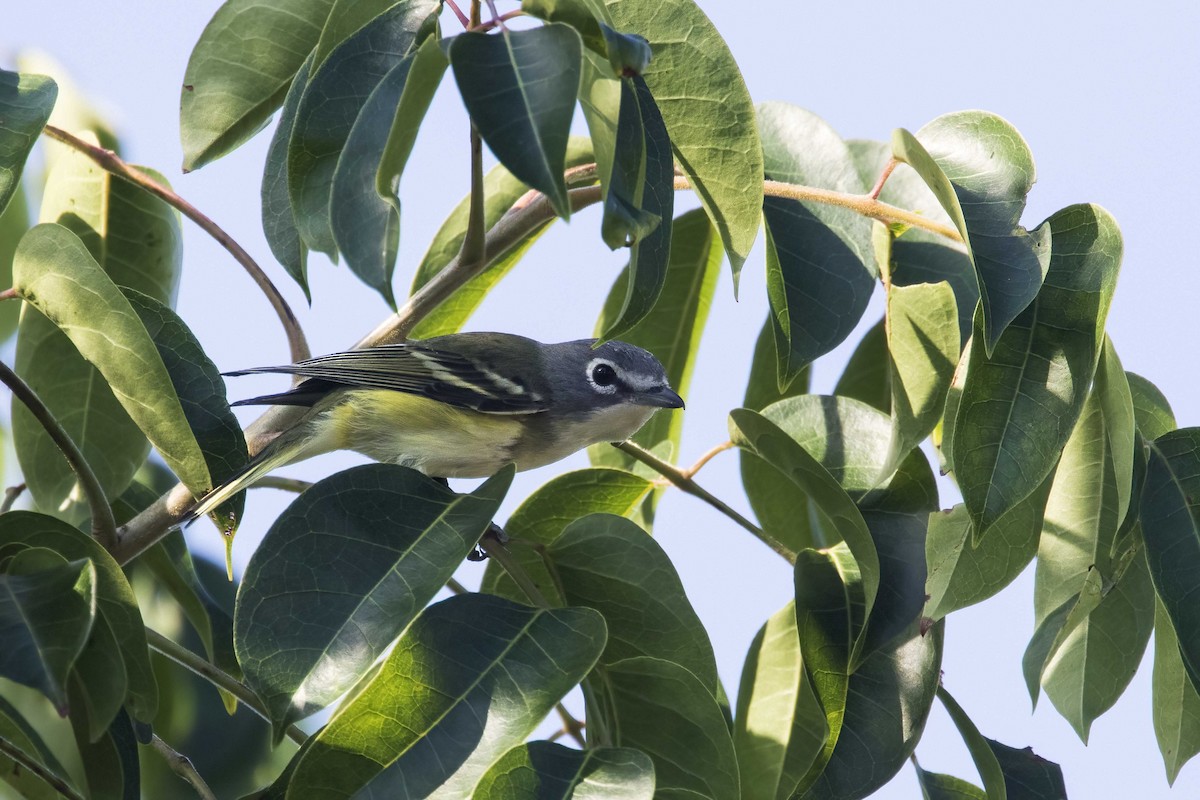 フタスジモズモドキ - ML611667803