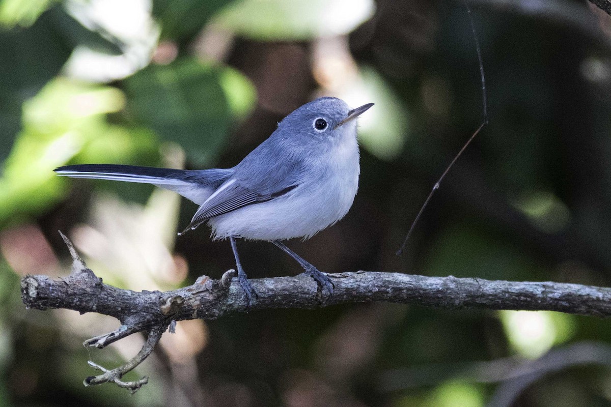 ブユムシクイ - ML611667824