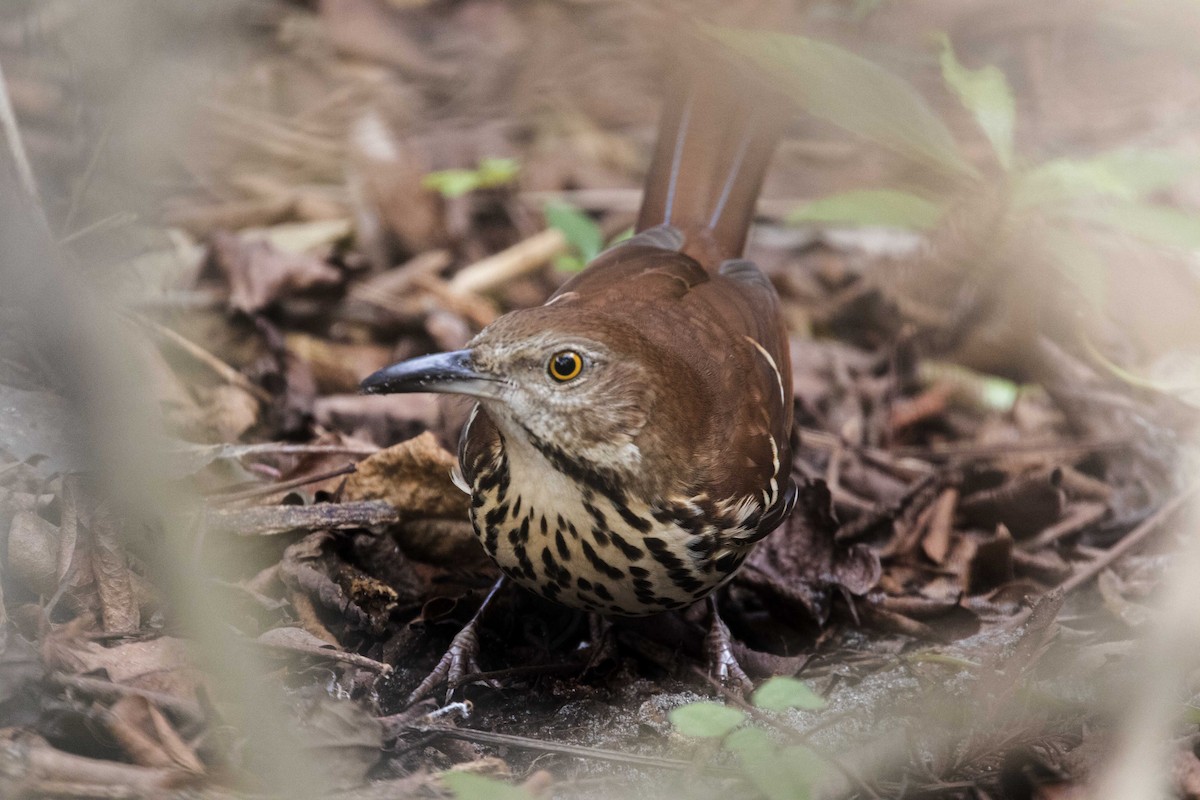 チャイロツグミモドキ - ML611667837