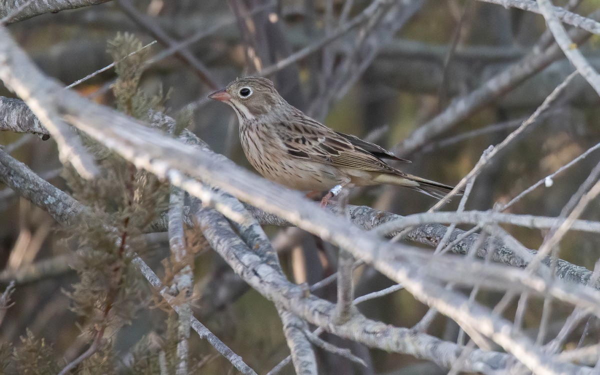 Ortolan Bunting - Andrés  Rojas Sánchez