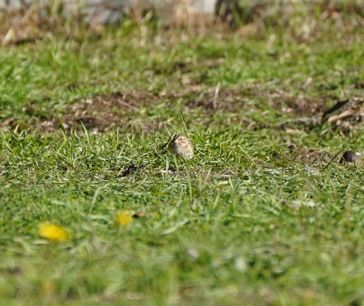 Clay-colored Sparrow - ML611667899