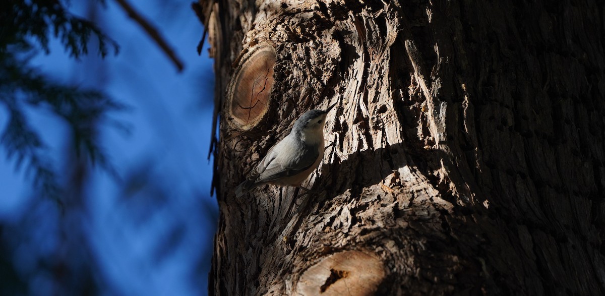 White-breasted Nuthatch (Pacific) - Nolan Clements