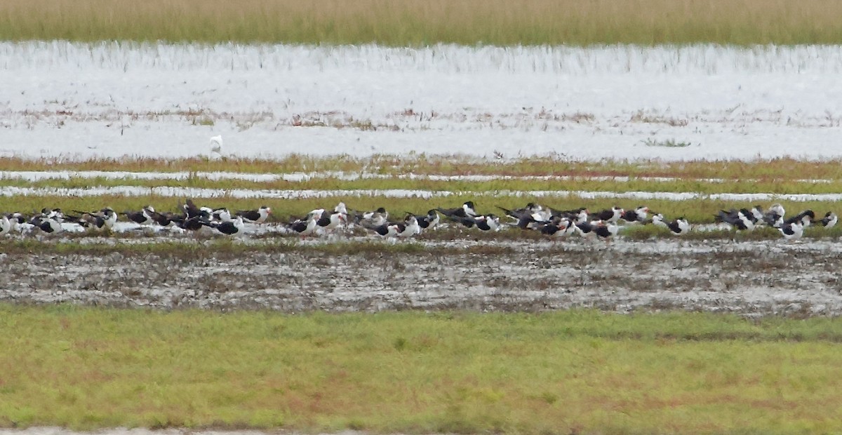 Black Skimmer - ML611667925