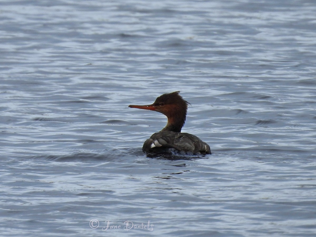 Red-breasted Merganser - ML611667992