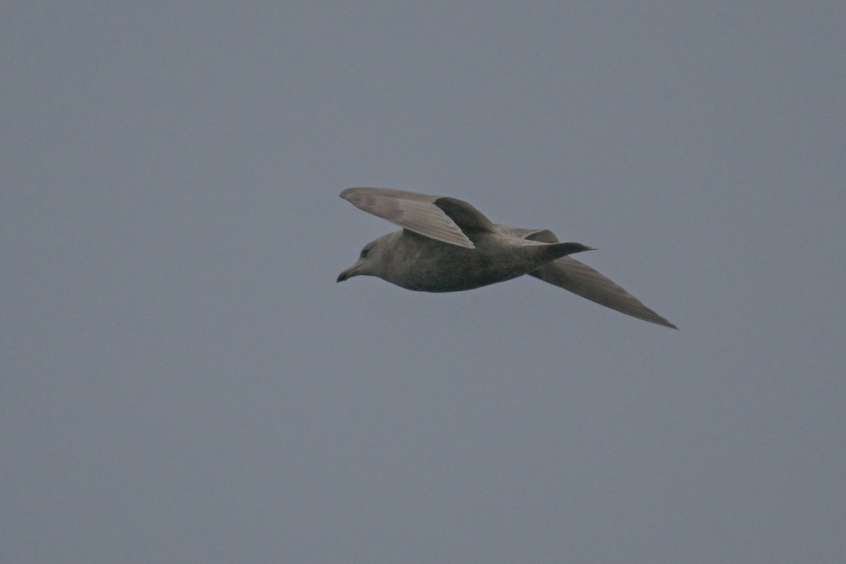 Iceland Gull - ML611668102