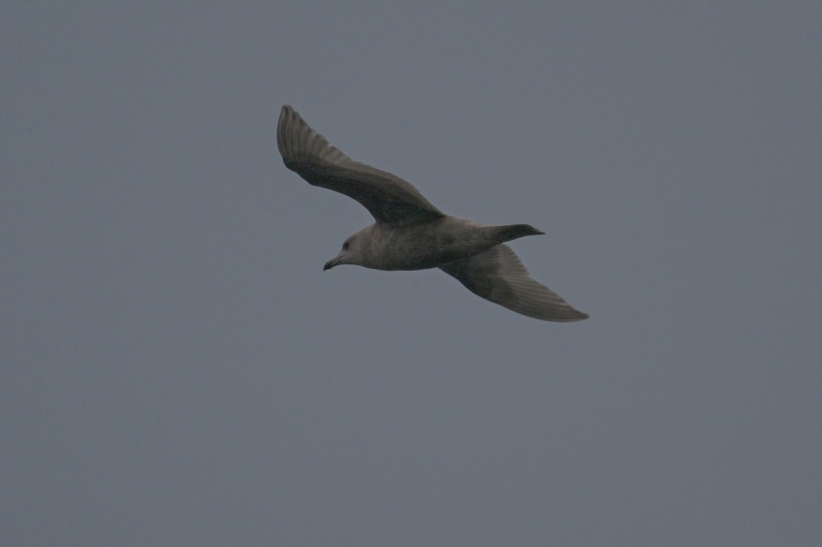 Iceland Gull - ML611668103