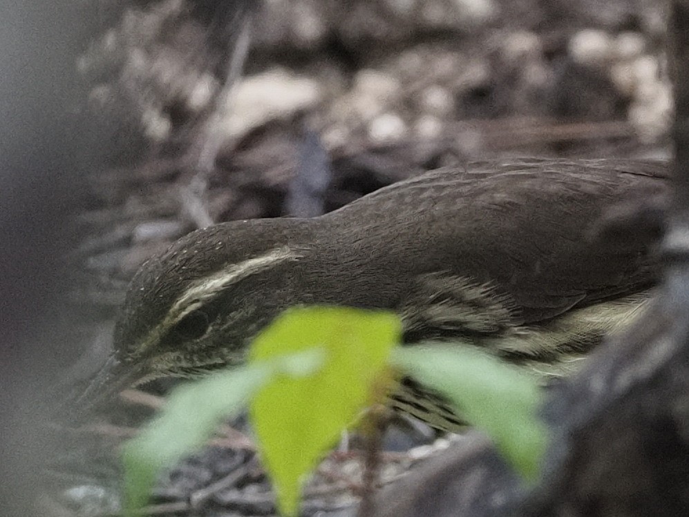 Northern Waterthrush - ML611668150