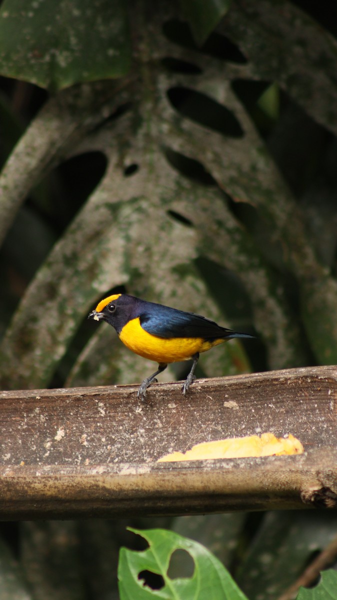 Orange-bellied Euphonia - Daisy Utitiaj Nunink