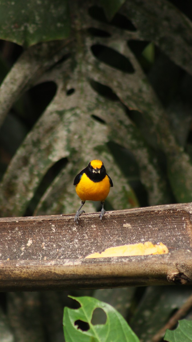 Orange-bellied Euphonia - Daisy Utitiaj Nunink