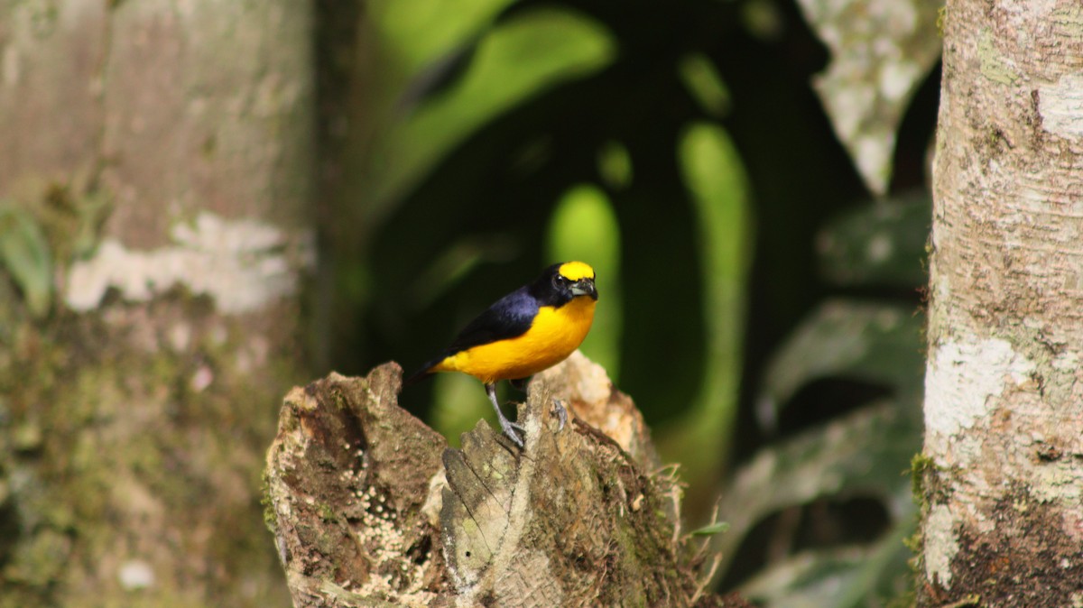 Thick-billed Euphonia - Daisy Utitiaj Nunink