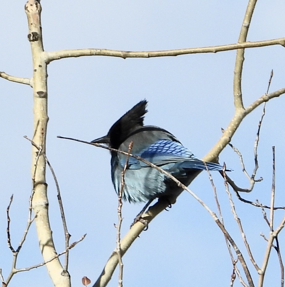 Steller's Jay - ML611668204