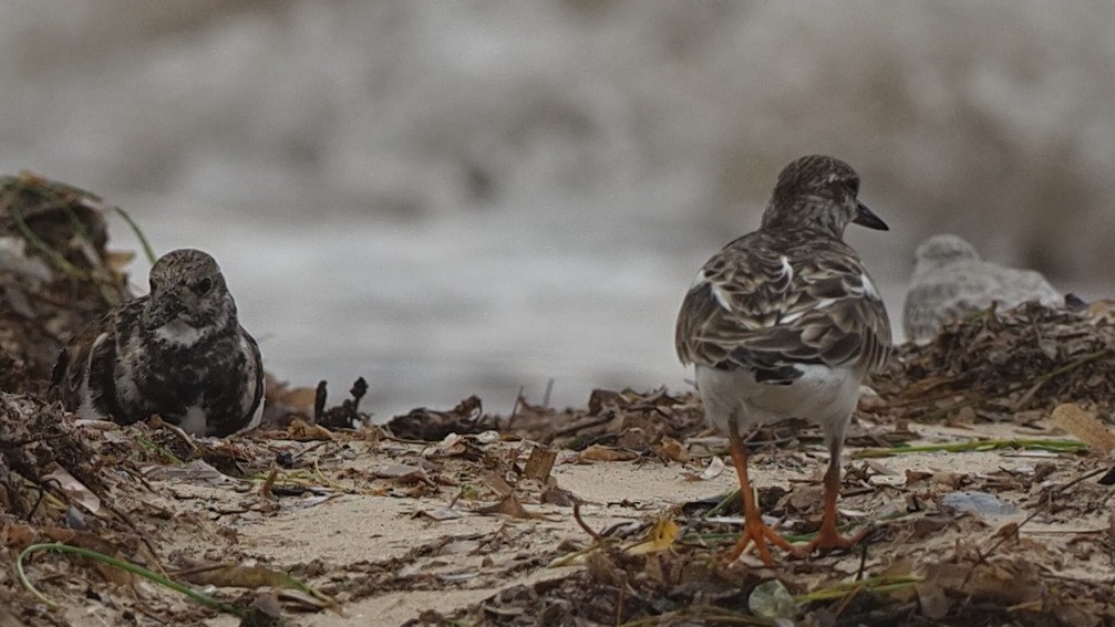 Ruddy Turnstone - ML611668211