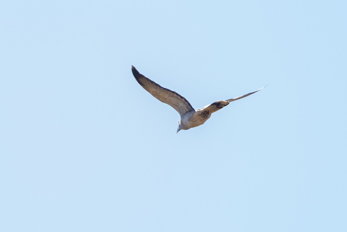 Channel-billed Cuckoo - ML611668228