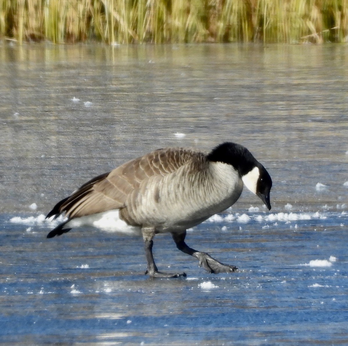 Canada Goose - ML611668236