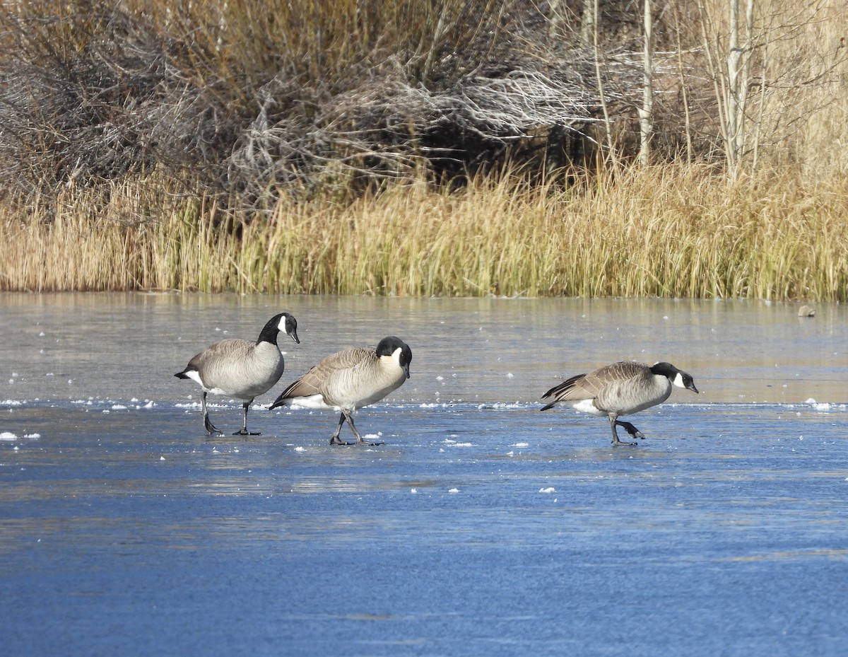 Canada Goose - ML611668237