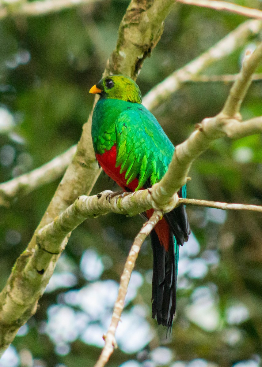 Golden-headed Quetzal - Andrey Paredes