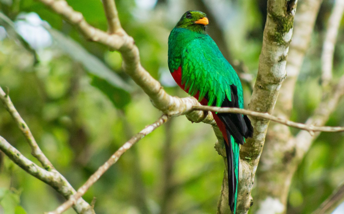 Golden-headed Quetzal - Andrey Paredes