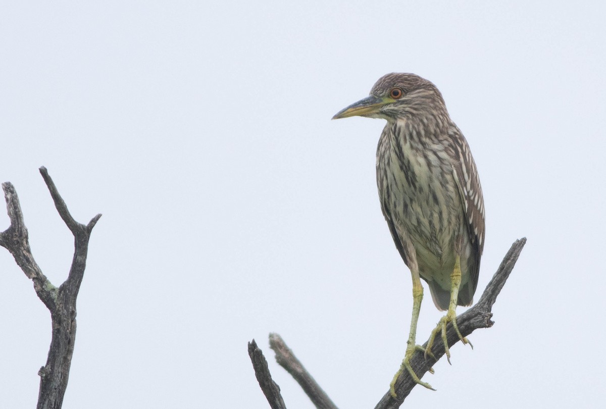 Black-crowned Night Heron - Logan Baldwin