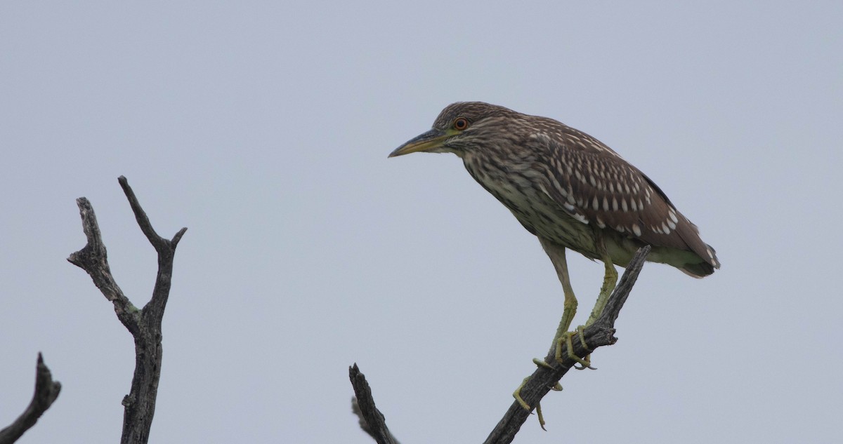 Black-crowned Night Heron - ML611668308