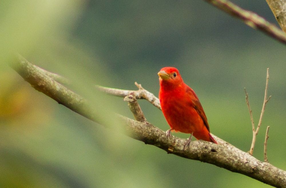 Summer Tanager - Andrey Paredes