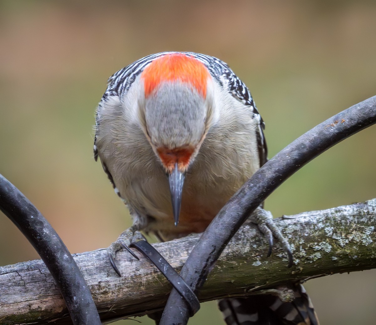 Red-bellied Woodpecker - ML611668370