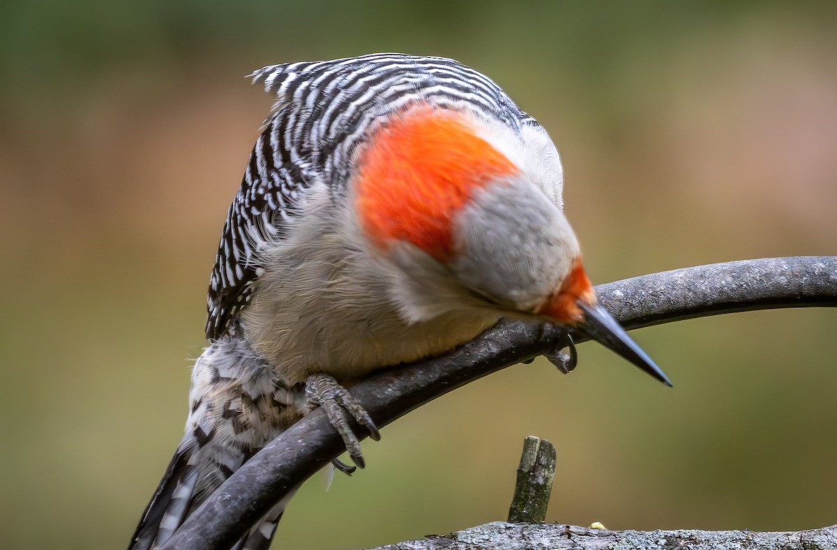 Red-bellied Woodpecker - ML611668371