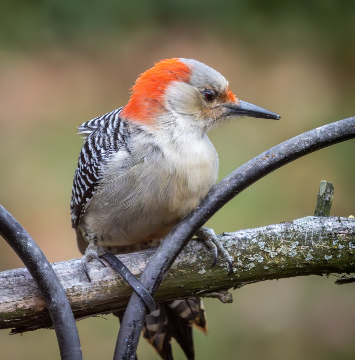 Red-bellied Woodpecker - ML611668373