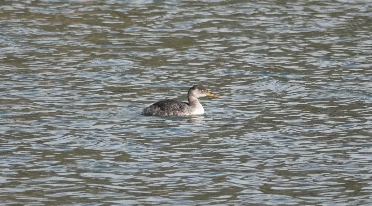 Red-necked Grebe - ML611668431