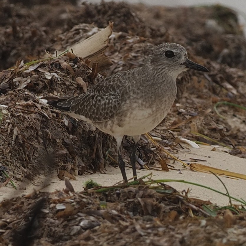 Black-bellied Plover - ML611668480