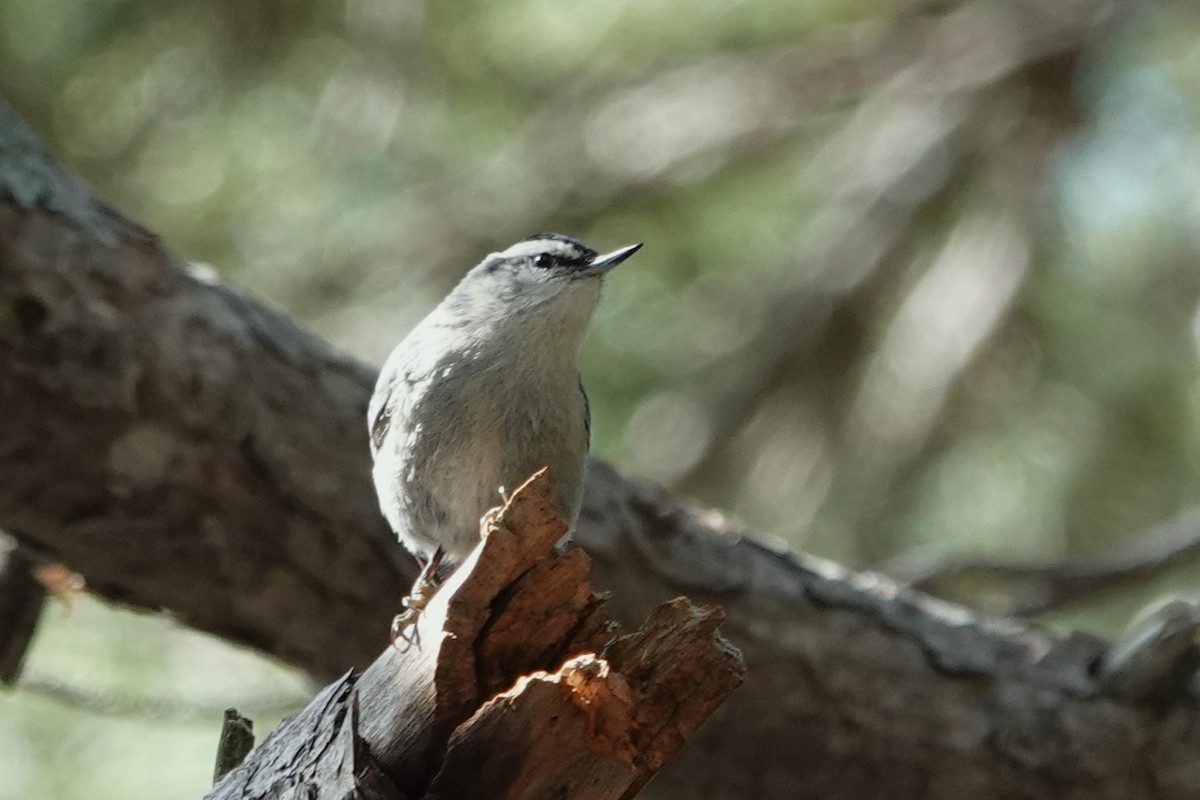 Corsican Nuthatch - Julien Piolain