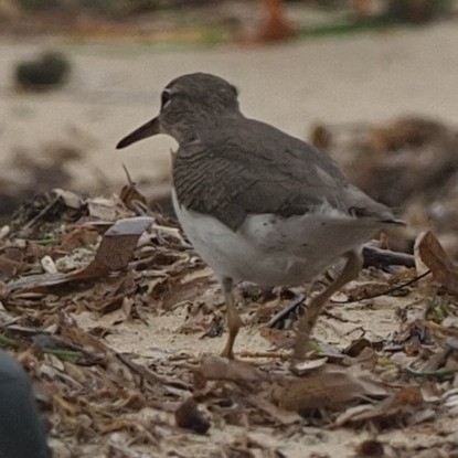 Spotted Sandpiper - ML611668646