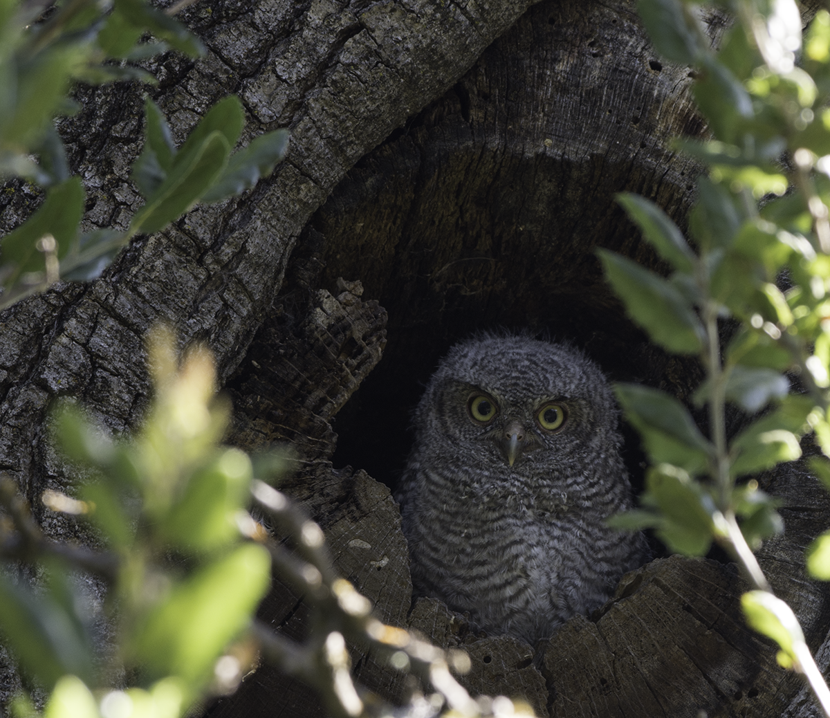 Western Screech-Owl - ML61166871